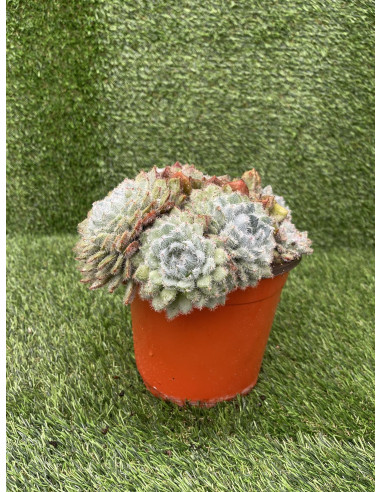 Vendita Pianta Grassa Echeveria Setosa-Piante Grasse | Mondo Piante