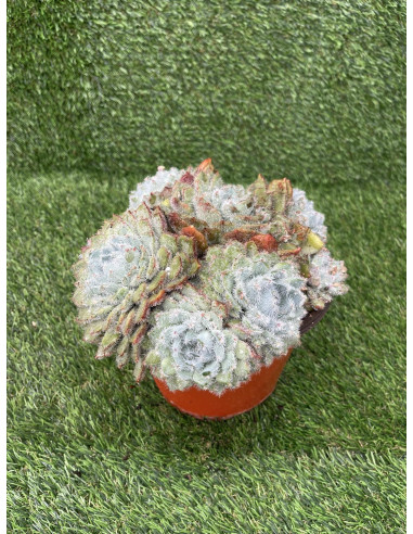 Vendita Pianta Grassa Echeveria Setosa-Piante Grasse | Mondo Piante