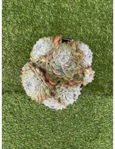 Vendita Pianta Grassa Echeveria Setosa-Piante Grasse | Mondo Piante