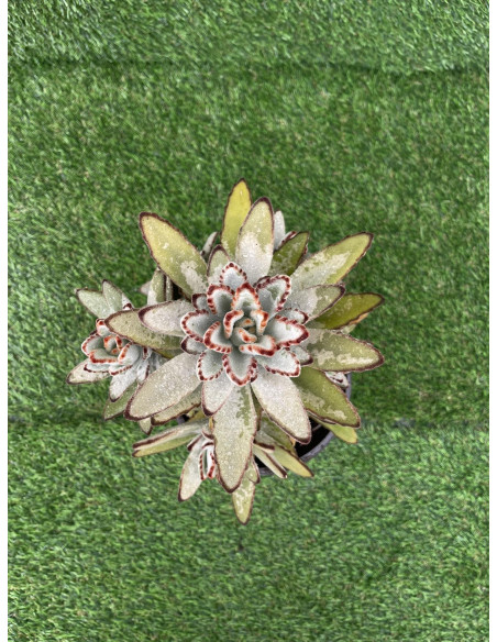 Kalanchoe Tomentosa Plant for Sale-Succulent Plants|Mondo Piante