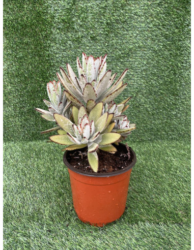 Kalanchoe Tomentosa Plant for Sale-Succulent Plants|Mondo Piante