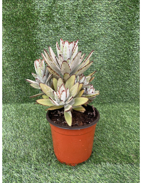 Vendita Pianta Grassa Kalanchoe Tomentosa | MondoPiante