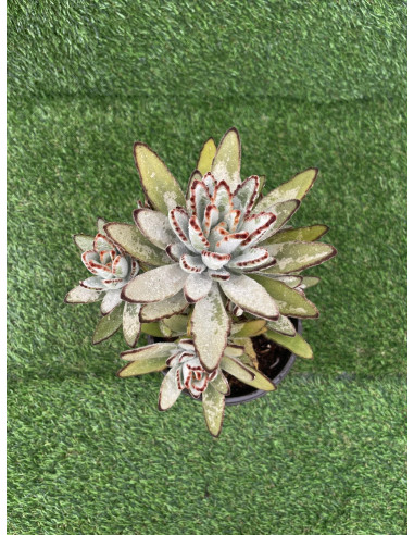 Vendita Pianta Grassa Kalanchoe Tomentosa | MondoPiante