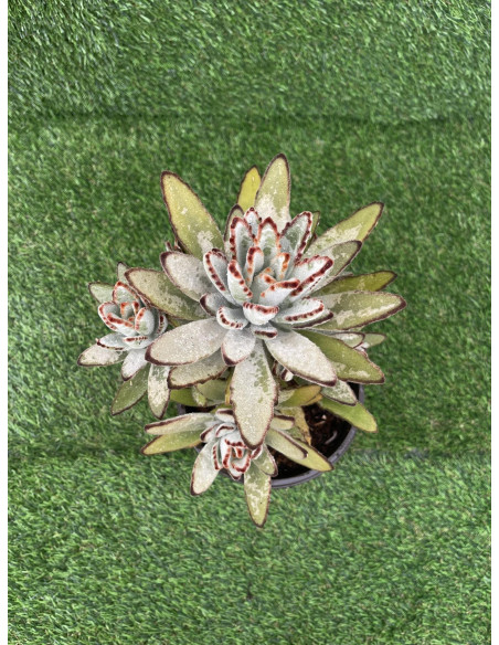 Kalanchoe Tomentosa Plant for Sale-Succulent Plants|Mondo Piante