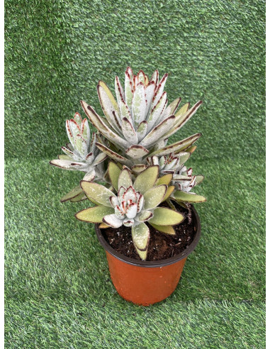Kalanchoe Tomentosa Plant for Sale-Succulent Plants|Mondo Piante