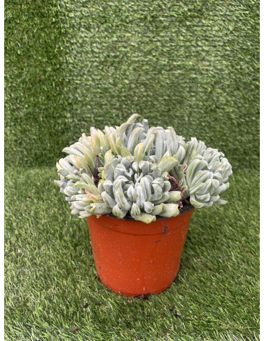 Vendita Echeveria Topsy Turvy | La Succulenta Sottosopra | MondoPiante