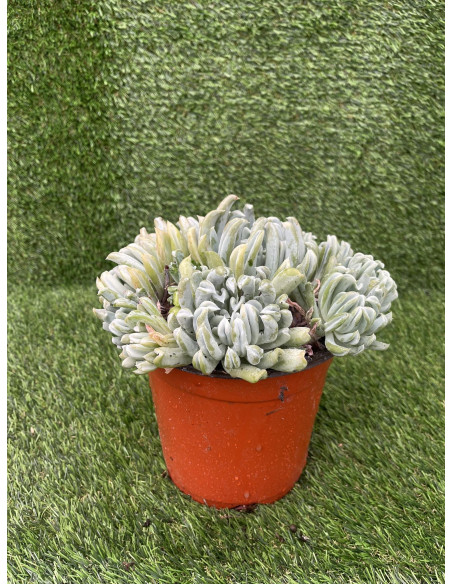 Vendita Echeveria Topsy Turvy | La Succulenta Sottosopra | MondoPiante