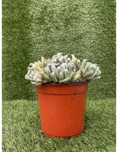 Vendita Echeveria Topsy Turvy | La Succulenta Sottosopra | MondoPiante