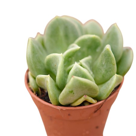 Echeveria Runyonii Plant for Sale-Succulent Plants|Mondo Piante
