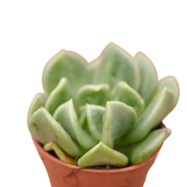 Echeveria Runyonii Plant for Sale-Succulent Plants|Mondo Piante
