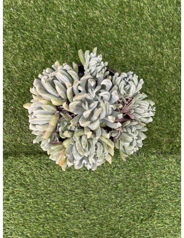 Vendita Echeveria Topsy Turvy | La Succulenta Sottosopra | MondoPiante