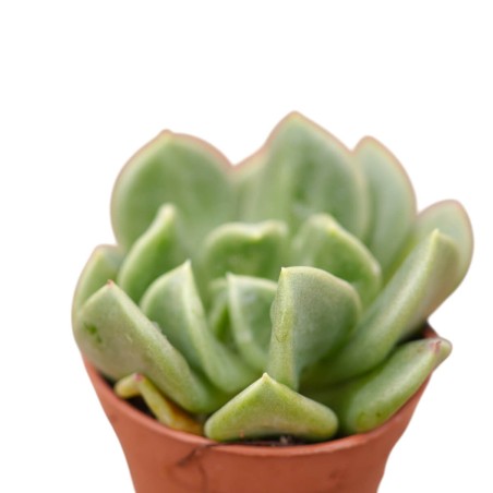 Echeveria Runyonii Plant for Sale-Succulent Plants|Mondo Piante