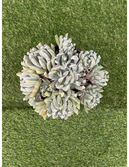 Vendita Echeveria Topsy Turvy | La Succulenta Sottosopra | MondoPiante