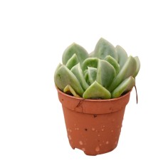 Vendita Echeveria Topsy Turvy | La Succulenta Sottosopra | MondoPiante