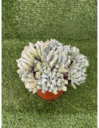 Vendita Echeveria Topsy Turvy | La Succulenta Sottosopra | MondoPiante
