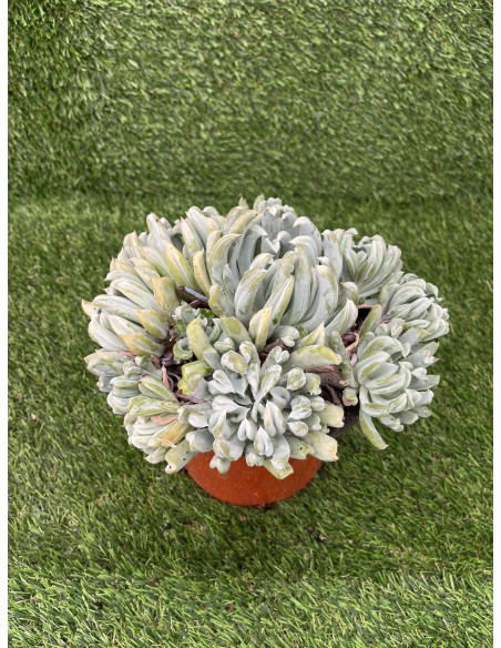Vendita Echeveria Topsy Turvy | La Succulenta Sottosopra | MondoPiante