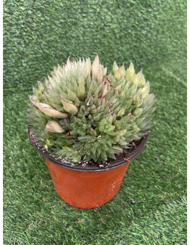 Vendita Haworthia retusa | La Succulenta Stella di Vetro | MondoPiante