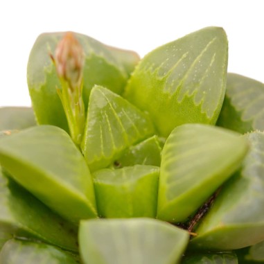 Haworthia Cooperi Plant for Sale-Succulent Plants|Mondo Piante