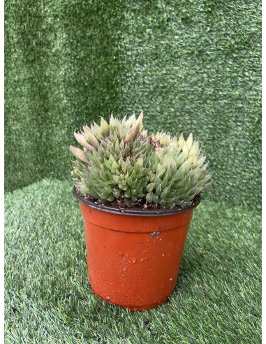Vendita Haworthia retusa | La Succulenta Stella di Vetro | MondoPiante