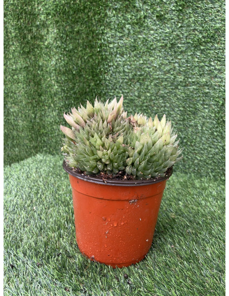 Vendita Haworthia retusa | La Succulenta Stella di Vetro | MondoPiante