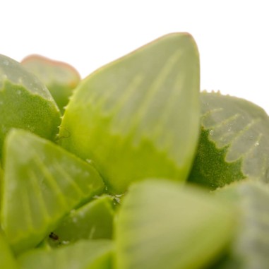 Haworthia Cooperi Plant for Sale-Succulent Plants|Mondo Piante
