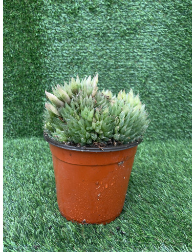 Vendita Pianta Grassa Haworthia retusa OnLine|Vivaio Mondo Piante