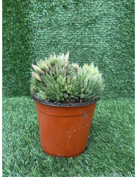 Vendita Haworthia retusa | La Succulenta Stella di Vetro | MondoPiante