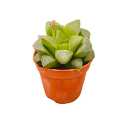 Vendita Haworthia retusa | La Succulenta Stella di Vetro | MondoPiante