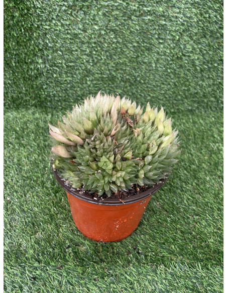 Vendita Haworthia retusa | La Succulenta Stella di Vetro | MondoPiante