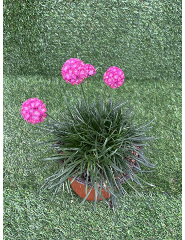 Pianta di Armeria Vaso 18cm-Vendita Piante Da Cespuglio | Mondo Piante