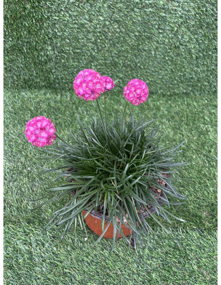 Pianta Armeria Vaso 18 cm: Vendita Online | Mondo Piante