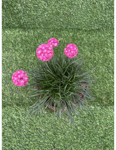 Pianta di Armeria Vaso 18cm-Vendita Piante Da Cespuglio | Mondo Piante