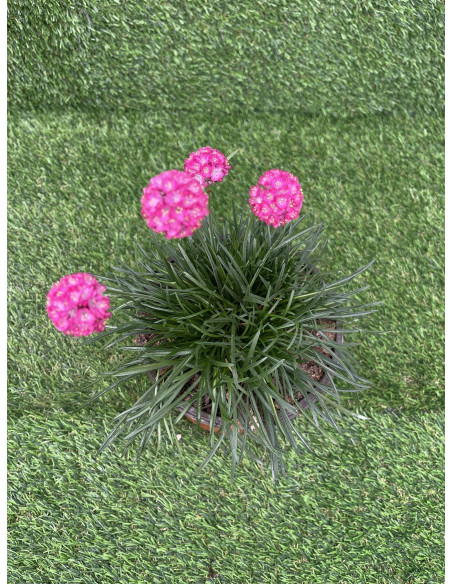 Pianta Armeria Vaso 18 cm: Vendita Online | Mondo Piante