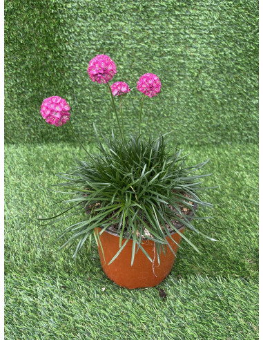 Pianta di Armeria Vaso 18cm-Vendita Piante Da Cespuglio | Mondo Piante
