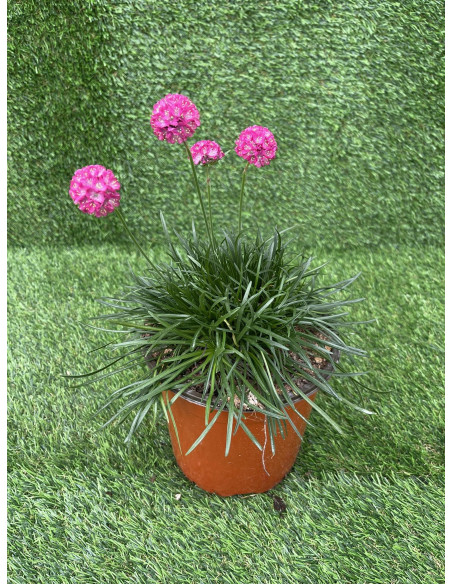 Pianta Armeria Vaso 18 cm: Vendita Online | Mondo Piante