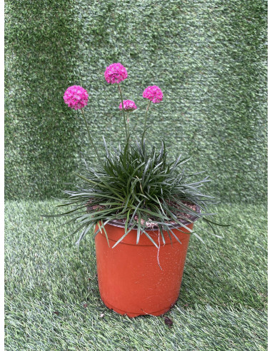 Pianta di Armeria Vaso 18cm-Vendita Piante Da Cespuglio | Mondo Piante