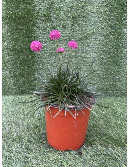 Pianta Armeria Vaso 18 cm: Vendita Online | Mondo Piante