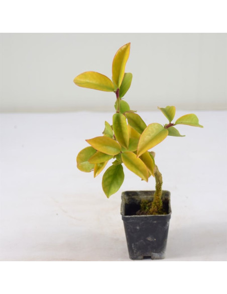 5 Piante Pereskia in Vaso 7cm- Vendita Piante Rampicanti|Mondo Piante