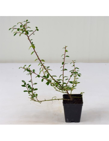 Kit 5 Piante Cotoneaster Queen of Carpets Vaso 7 cm | Mondo Piante