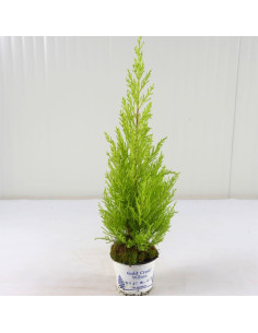 Vendita Pianta Cupressus Goldcrest Vaso 14 | Mondo Piante