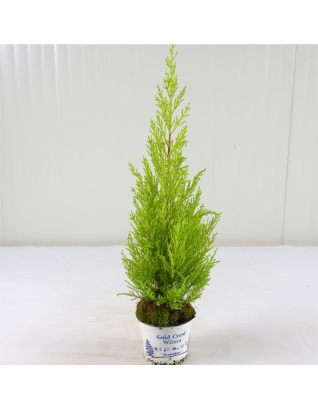 Vendita Pianta Cupressus Goldcrest Vaso 14 | Mondo Piante