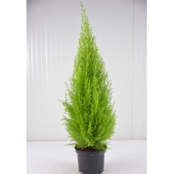 Pianta Cupressus GoldCrest... 2