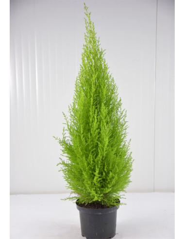 Vendita Pianta Cupressus Goldcrest Vaso 14 | Mondo Piante
