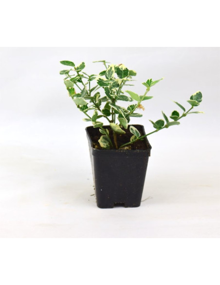 5 Piante Euonymus Japonicus in Vaso 7cm-Piante Da Siepe|Mondo Piante
