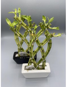 Lucky Bamboo Piramide... 2