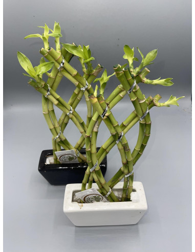 Vendita Lucky Bamboo Piramide Intrecciato-Piante Verdi|Mondo Piante