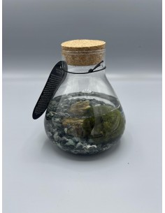 Ampolla con Marimo, Alga... 2
