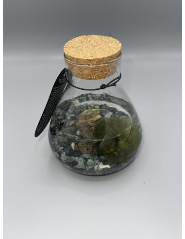 Vendita Ampolla con Marimo-Alga palla Giapponese |Vivaio Mondo Piante