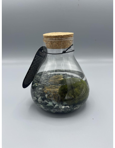 Vendita Ampolla con Marimo-Alga palla Giapponese |Vivaio Mondo Piante