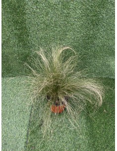 Pianta di Stipa in Vaso... 2